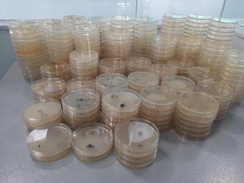 微生物技术:探索生命的奥秘与应用