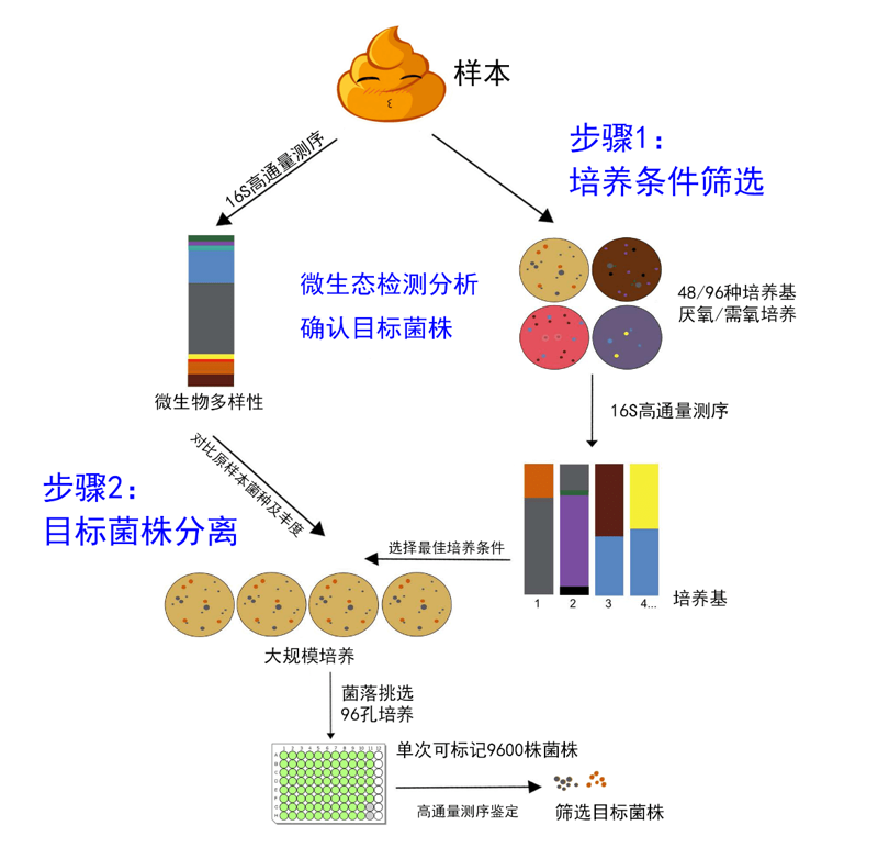 发酵工程的新篇章：行业发展趋势与应用场景